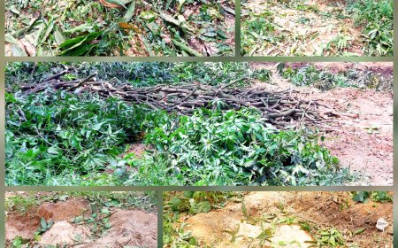 शाकंभरी रेंज बनी लकड़ी माफियाओं की शरणस्थली