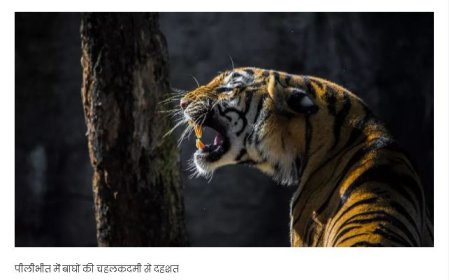 पीलीभीत के इस गांव में बाघों ने डाला डेरा, दहशत में रात काट रहे ग्रामीण