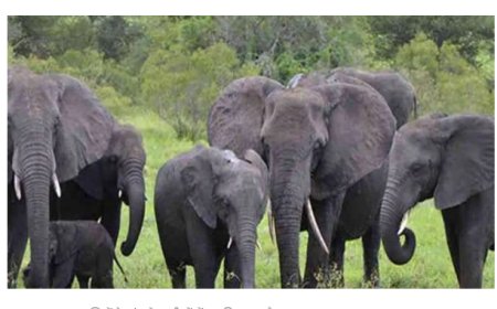 नेपाल से आए हाथी यूपी में मचा रहे आतंक; पलंग पर सो रहे किसान को उठाकर पटका- दर्दनाक मौत