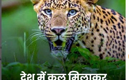 मध्य प्रदेश में तेंदुओं की आबादी में वृद्धि: निवास स्थानों में बढ़ती तेंदुआ संख्या