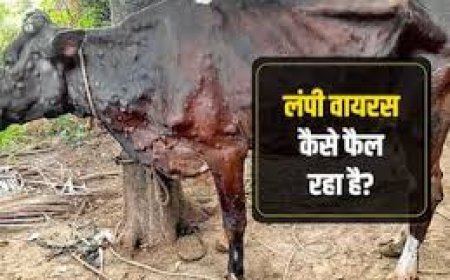 भारत में लंपी वायरस के लिए दो अलग-अलग वैरिएंट
