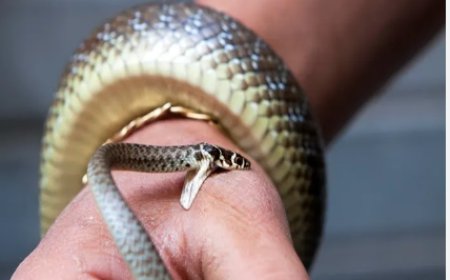 सर्पदंश के लिए दवा होगी सस्ती