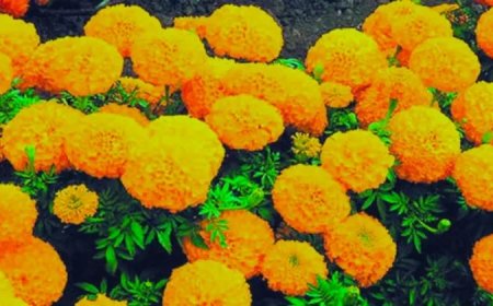 गेंदे के फूलों से घर को महकाने का आसान तरीका: जड़ों में डालें ये खास चीजें और फिर देखें जादू