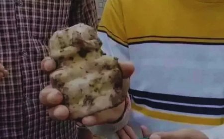 संभल: मंदिर के पास कुएं की खुदाई में मिलीं खंडित मूर्तियां और स्वास्तिक लिखी ईंटें