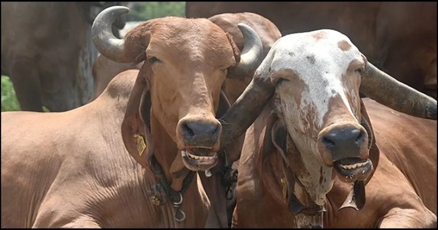 उत्तराखंड: रुड़की में गौ अवशेष मिलने पर बढ़ा तनाव, हिंदू संगठनों ने कोतवाली में पढ़ी हनुमान चालीसा