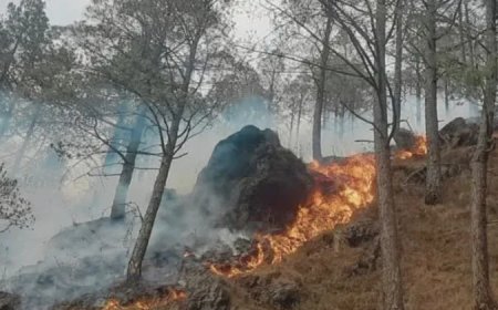 वनाग्नि सत्र से पहले उत्तराखंड में तैयार होंगी 7 नई पिरुल ब्रिकेट्स यूनिट