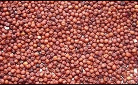 उत्तराखंड: किसानों से राज्य सरकार ने 3100 मीट्रिक टन मंडुआ खरीदा, श्री अन्न की बाजार में बढ़ रही है मांग