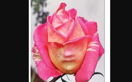 रुद्रपुर: गुलाब के फूल पर उभरी इंसानी चेहरे की आकृति, कौतूहल का विषय बना