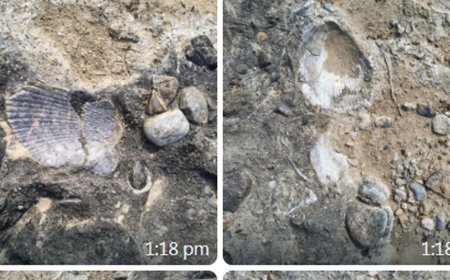 छत्तीसगढ़ में मिला 28 करोड़ साल पुराना समुद्री जीवाश्म, हसदेव नदी की जगह था ग्लेशियर