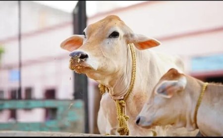 उत्तराखंड: काशीपुर गौकशी करने वाला नसीम पकड़ा गया