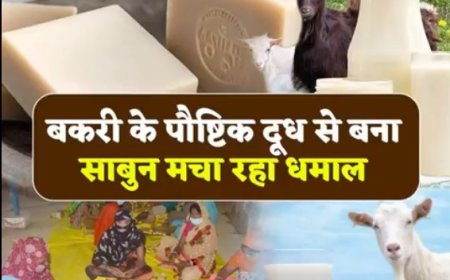 जानिए कैसे बनता है बकरी के दूध से साबुन