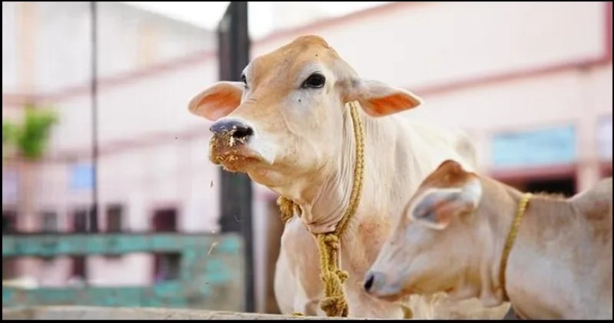 उत्तराखंड: काशीपुर गौकशी करने वाला नसीम पकड़ा गया