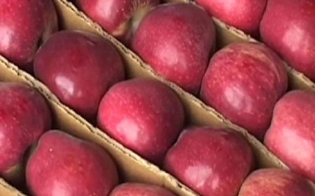 हिमाचल के सेब आढ़ती से 1.56 करोड़ की धोखाधड़ी:तमिलनाडु के लदानियों ने लगाया चूना; 2022 में खरीदे सेब, 2025 में भी भुगतान नहीं किया