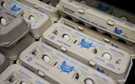 महंगाई के दौर में कौन चुरा ले गया एक लाख अंडे? 4 दिन बाद भी अमेरिकी पुलिस के हाथ खाली