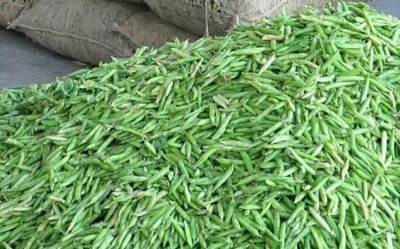 UP: माैसम की मार से गिरे सब्जियों के भाव, 2 रुपये में बिक रही गोभी; मटर भी किसानों को रुला रही