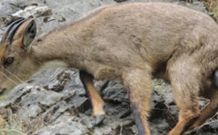 शिमला में हिमालयन गोरल को मारा:तीन युवक गिरफ्तार, दो बंदूक बरामद, गोलियों की आवाज से पता चला