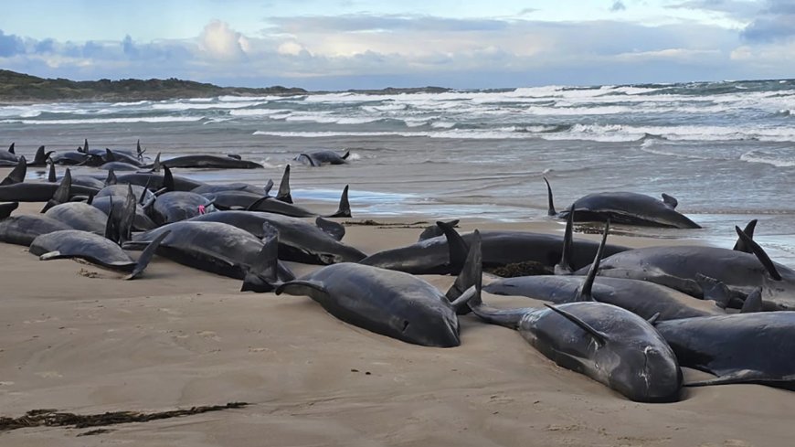 'Absolutely horrific': More than 150 false killer whales stranded on Australian beach