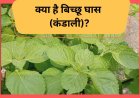 बिच्छू घास से चमका किस्मत का सितारा, उत्तराखंड के अभिषेक घनसाला की अनोखी पहल, क्या है बिच्छू घास कंडाली