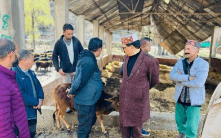 हिमाचल में ठंड से 12 गायों की मौत:​​​​​​​गौशाला में 2 साल से टूटी छत नहीं बनी, खराब चारे की सप्लाई