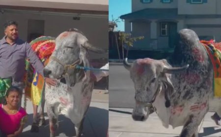 विदेश में भारतीय संस्कृति की झलक: अमेरिका में एक परिवार ने गौ माता संग किया गृहप्रवेश, वीडियो हुआ वायरल