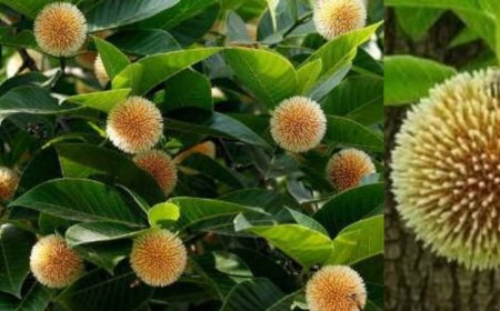 आयुर्वेदिक औषधीय गुणों से भरा है कदंब का फल, खून की कमी, डायबिटीज में शुगर लेवल को कम करने में रामबाण