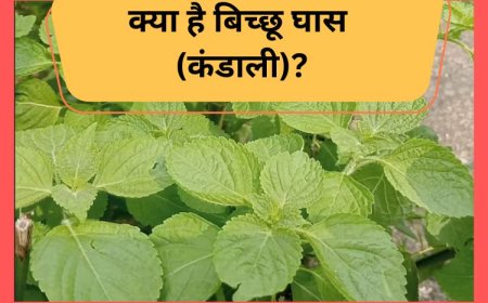 बिच्छू घास से चमका किस्मत का सितारा, उत्तराखंड के अभिषेक घनसाला की अनोखी पहल, क्या है बिच्छू घास कंडाली