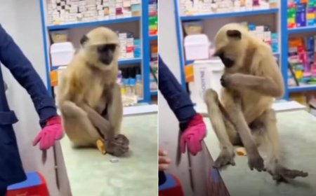 घायल लंगूर इलाज करवाने खुद दवा की दुकान पहुंचा, फिर ऐसे करवाई मरहम पट्टी, यूजर्स बोले- अगर यह इंसान होता तो...