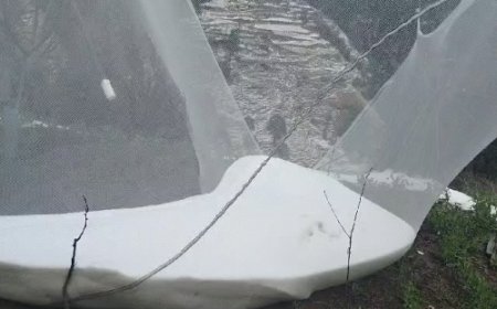 हिमाचल के 5 जिलों में हल्की बारिश होगी:कल से 5 दिन साफ रहेगा मौसम; शिमला में ओलावृष्टि से सेब-मटर की फसल को नुकसान