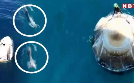 सुनीता विलियम्स का डॉल्फिन ने किया स्वागत... समुद्र में उतरते ही स्पेसक्राफ्ट को मछलियों ने घेरा, वीडियो