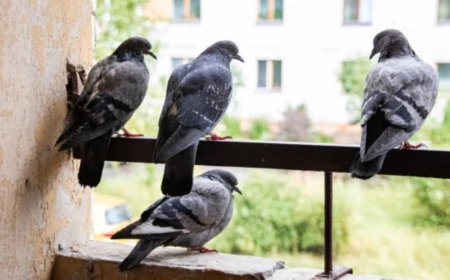 बालकनी में लगा लें ये एक पौधा, देखते ही दूर भाग जाएंगे कबूतर, गंदगी से मिलेगा छुटकारा