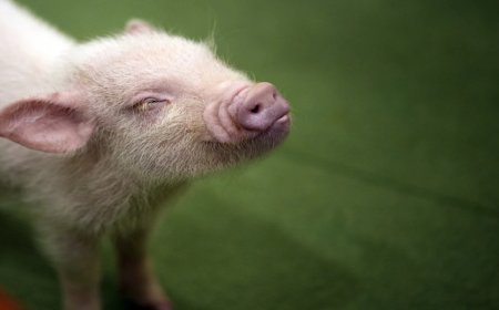 चीन के डॉक्टरों ने कर दिया कमाल, पहली बार इंसान के शरीर में ट्रांसप्लांट किया सुअर का लिवर