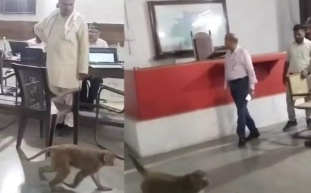 लंच टाइम में SDM ऑफिस में अचानक चिल्लाने लगे कर्मचारी, लोगों ने नजारा देखा तो मच गया हड़कंप