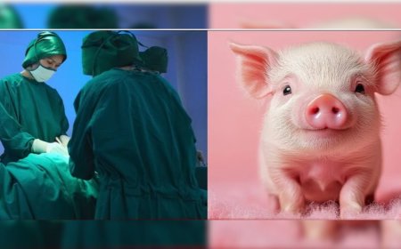 इंसान में लगा दिया सुअर का लिवर, नतीजे देखकर डॉक्टर भी रह गए हैरान