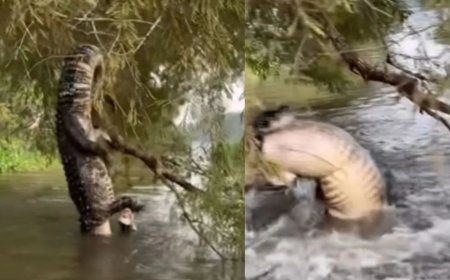 मगरमच्छ ने खौफनाक तरीके से अपने शिकार का काम किया तमाम, अंत है बेहद खतरनाक