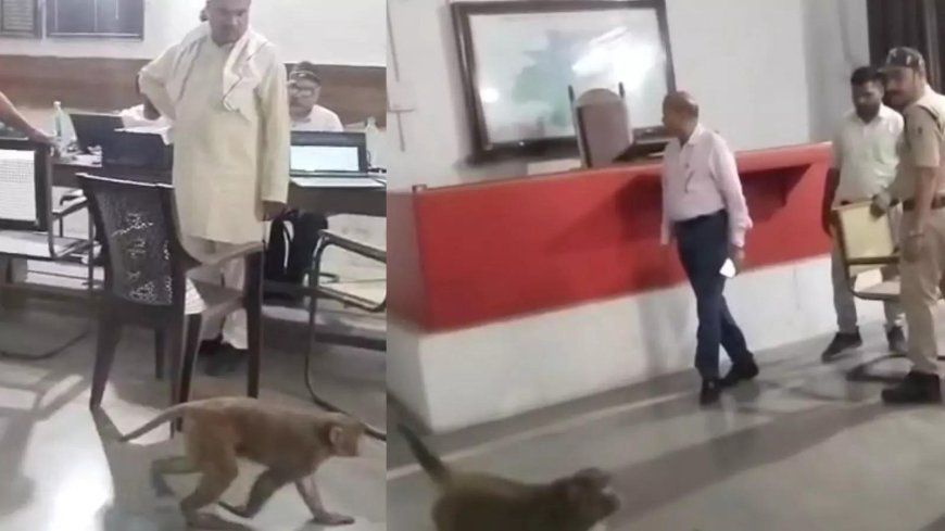 लंच टाइम में SDM ऑफिस में अचानक चिल्लाने लगे कर्मचारी, लोगों ने नजारा देखा तो मच गया हड़कंप