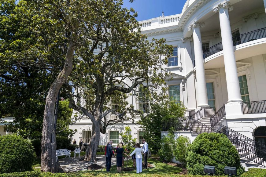 Trump announces cutting of a historic tree at White House