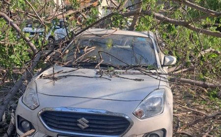 रामपुर में सड़क पर गिरा विशाल पेड़, लंबा जाम:राष्ट्रीय राजमार्ग बाधित, तीन वाहन क्षतिग्रस्त, लोगों की हटाने की कोशिश