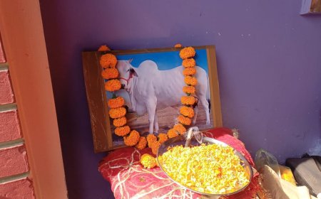 अनूठी तेरहवीं, गांव को मृत्युभोज... बूढ़ी गाय को सड़क पर छोड़ने वालो, इस किसान से कुछ सीखो