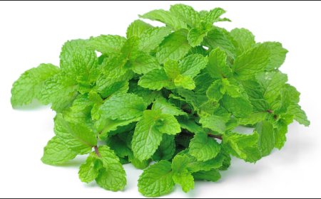 पुदीने का रोजाना ऐसे करें इस्तेमाल, इन चीजों में डालकर खाएं, पेट रहेगा ठंडा
