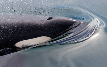 बढ़िया खाना मिलने पर व्हेल गाती हैं गाना- रिसर्च में खुलासा