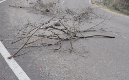 शिमला-धर्मशाला रोड पर पत्थर-झाडिय़ां डाल रास्ता किया बंद:जमीन विवाद, व्यक्ति बोला-अपनी जमीन से सड़क निकाले विभाग, वाहन ड्राइवर परेशान