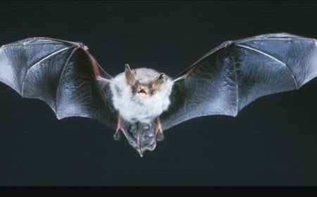 चमगादड़ निगरानी और पहचान प्रणाली