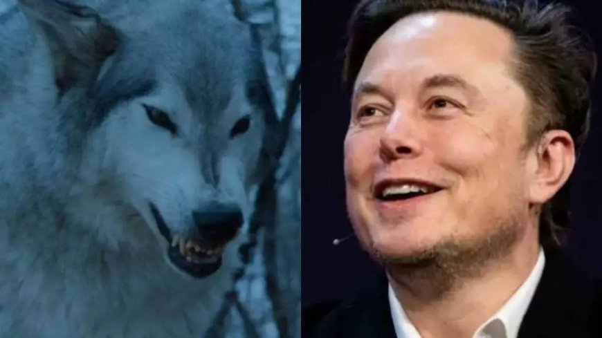 What Elon Musk wants as pet after scientists bring back extinct Dire Wolves