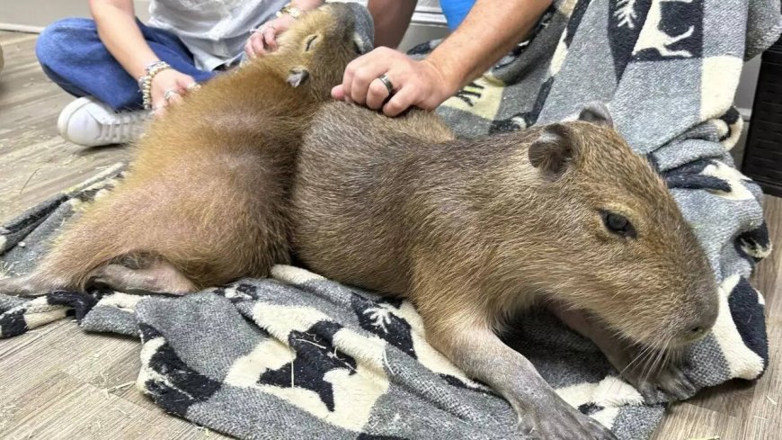 ​Inside Florida’s capybara cafe: Where big rodents, baby chicks and armadillos steal hearts