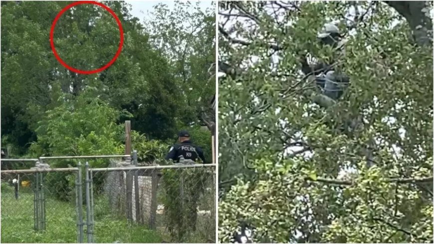 'If you are here illegally, ICE will find you, arrest and deport you': Illegal immigrant busted after hiding in tree for almost 9 hours