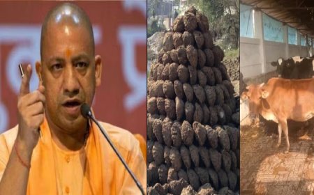 'गाय के गोबर से तैयार पेंट को सरकारी भवनों में किया जाए इस्तेमाल', सीएम योगी का अधिकारियों को निर्देश