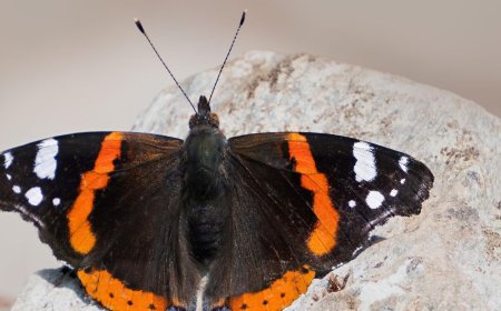 भारत में पहली बार दिखी यूरोपियन रेड एडमिरल तितली:धर्मशाला के थाथरना हिल टॉप पर मिली दुर्लभ प्रजाति, हिमाचल में तितलियों की संख्या 440 हुई