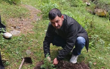 किन्नौर में पर्यावरण संरक्षण के लिए अनूठी पहल:निचार में विग्रो कंपनी कर्मचारियों के जन्मदिन पर होगा पौधारोपण, जीएम ने की शुरुआत