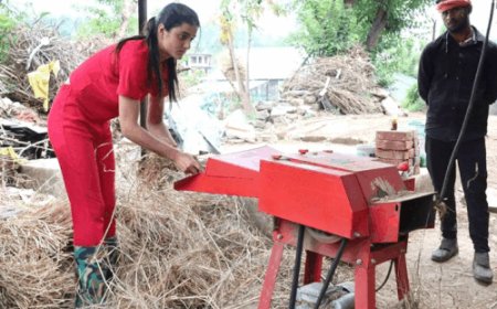 हिमाचल की बेटी ने नौकरी की बजाय चुनी डेयरी:यू-ट्यूब से सीखी फार्मिंग; 70 परिवारों को रोजगार, हर महीने कमा रही सवा लाख रुपए