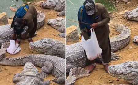 खूंखार मगरमच्छों के बीच खड़े होकर पाकिस्तानी ने हाथों से खिलाया खाना, Video देख दंग रह गए लोग